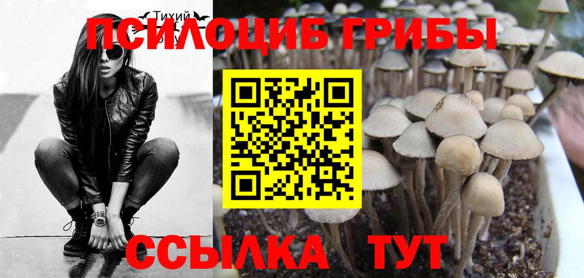 Псилоцибиновые грибы мицелий Нововоронеж